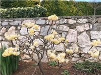 576fac27-20190308 Edgeworthia.jpg